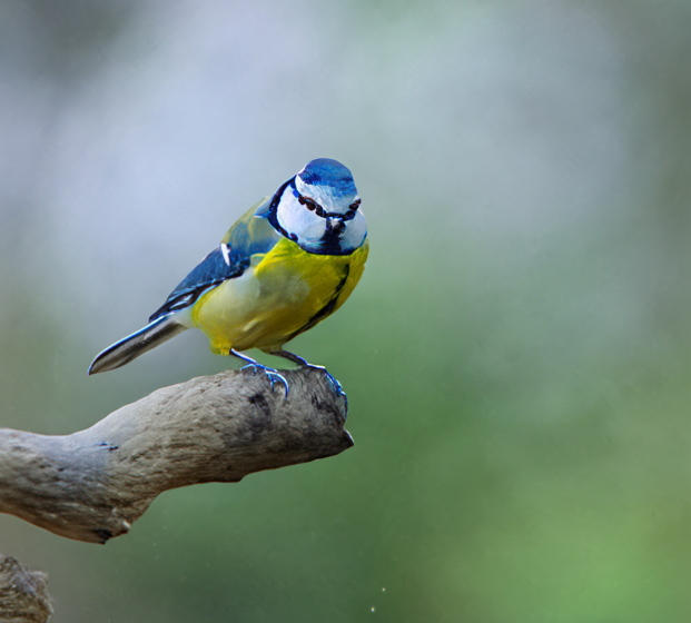 final result of photo to painting.webp