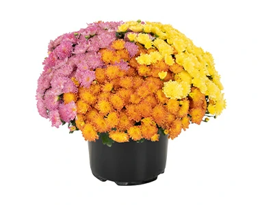 flower-item-after