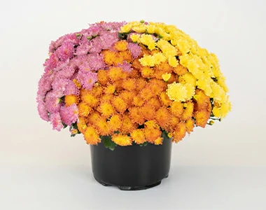 flower-item-before